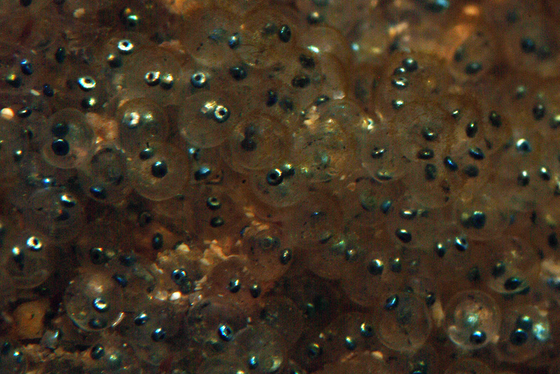 Spondyliosoma cantharus  in riproduzione
